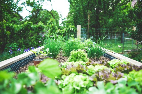Comment aménager un jardin de fines herbes dans des contenants recyclés?