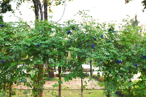 Comment créer un jardin de plantes grimpantes en utilisant des fils tendus?